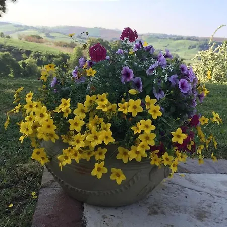 Sunflowers - Holiday House