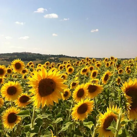 Sunflowers - Holiday House Dom wakacyjny